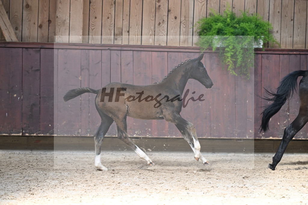 Kat-Nr. 18 Fanegro x Danciano_SF_Seiler_25250472 | hf-fotografie - Realizzato con Pictrs.com
