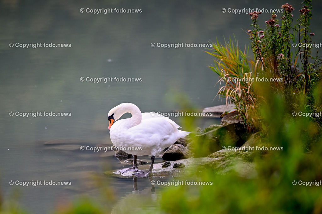 Schwan_ 24.10.2025-6 | 24.10.2025, Linz, AUT, Schwan, im Bild Themenbild, Schwan, See, Spiegelung, Wasser, Ufer, Natur, Ruhe, Herbst, Steine, Pflanzen, Wildtier, Idylle, Tierfotografie, Morgendaemmerung, friedlich, Feature, Symbolbild