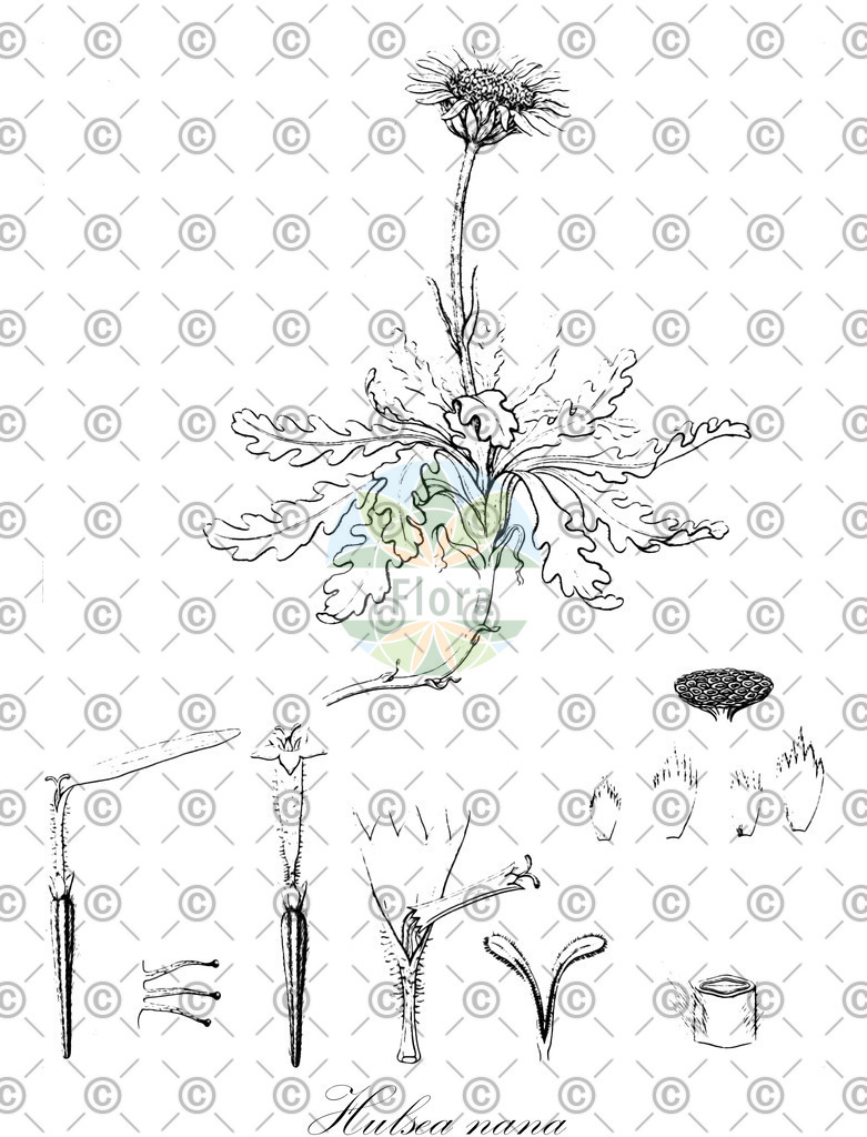 HistAbb_wfo-0001298010_1_ENZY_Simple | Historische Abbildung von Hulsea nana - Asteraceae | Historical Illustration of Hulsea nana - Asteraceae