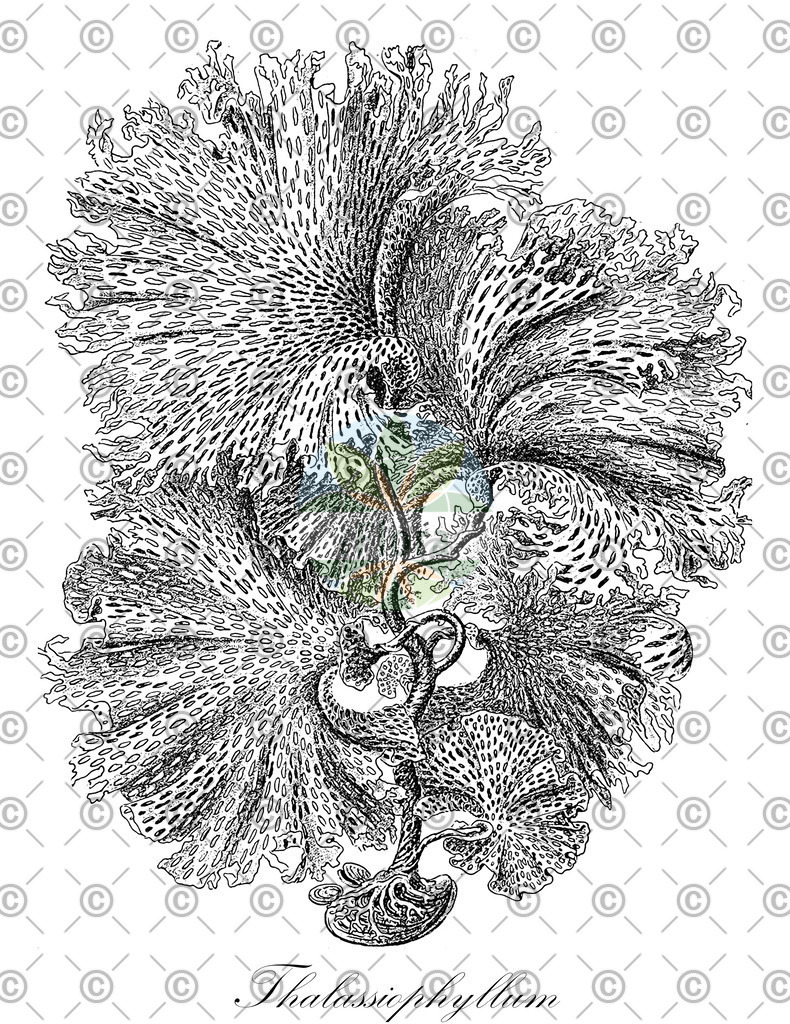 HistAbb_wfo-0000753805_1_ENZY_Simple | Historische Abbildung von Thalassiophyllum - Costariaceae (0) | Historical Illustration of Thalassiophyllum - Costariaceae (0)