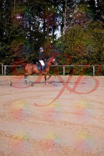 2026_10_03_Siefer-Hof_145627_Z81_37495826 | Professionelle Reitsport-, Turnier- und Eventfotografie von Robert Broda. Galerien mit ausgewählten und bearbeiteten Bildern direkt online ansehen und bestellen.