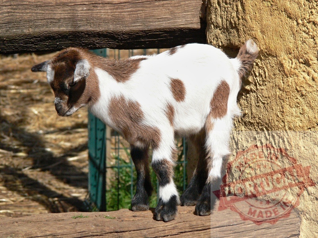 Baby goat kid standing on wooden beam | Baby goat kid showing brown and white spotted fur on a wooden beam - Realized with Pictrs.com