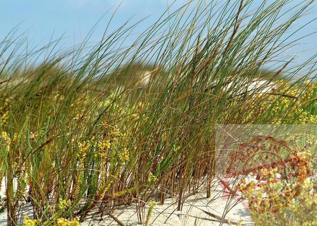 Marram grass swaying in coastal sand dunes | Green marram grass growing in a sunny sand dune on a windy day - Realisiert mit Pictrs.com