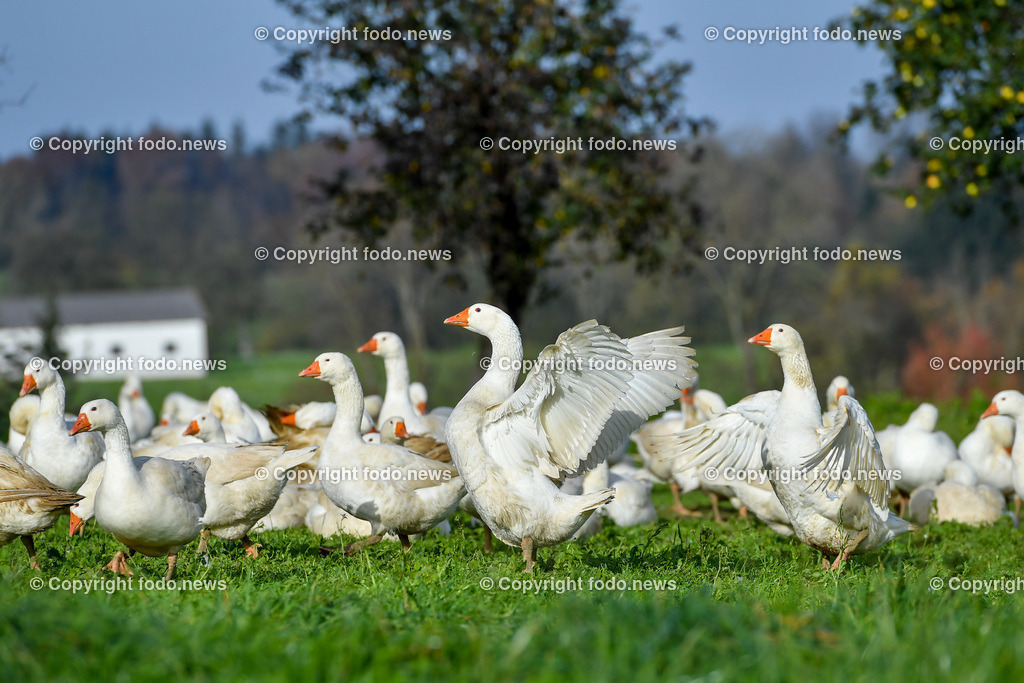 Ganslhof Hebesberger_ Weidegänse_ 01.11.2022-10 | 01.11.2022, Nussbach, AUT, Ganslhof Hebesberger, Weidegaense, im Bild Weidegaense, Weidegänse, Gans, Gänse, Martinigaense, Martinigans, Weide, Landwirtschaft