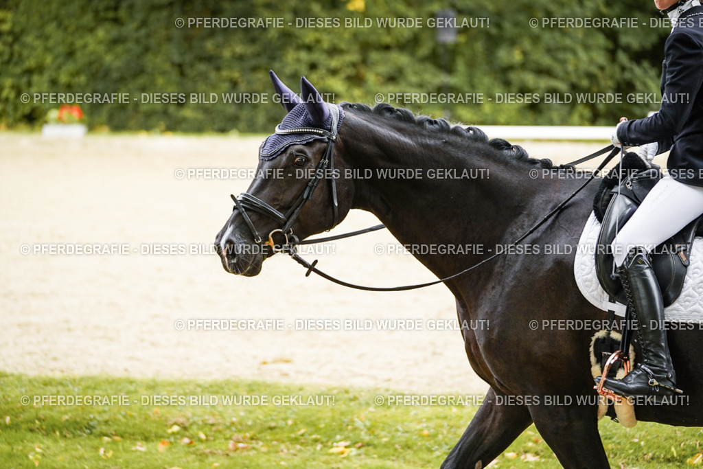 DSC00224 | Pferdegrafie