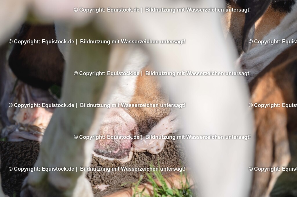 20251011_Jagd-Marbach_0668 | Foto: Thomas Hartig