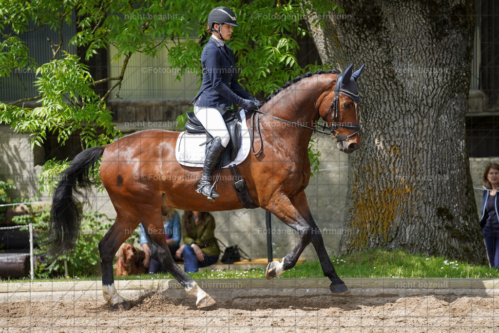 20240519-FAH05189 | Turnierbilder Niederseeon 2024, Vielseitigkeitsdressur, Reitsportbilder aus dem Landkreit Ebersberg, Gut Steinsee, RC Steinsee, Fotoagentur Herrmann