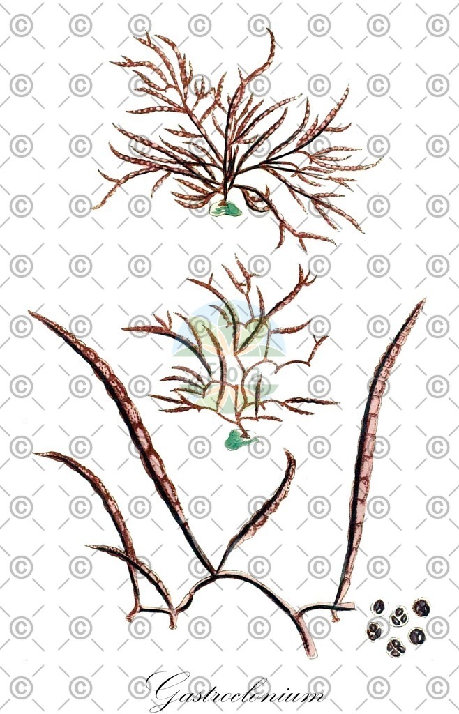 HistAbb_wfo-0000971588_1_ENZY_Simple | Historische Abbildung von Gastroclonium - Champiaceae (0) | Historical Illustration of Gastroclonium - Champiaceae (0)