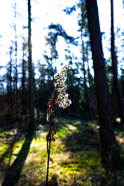 20260503-Verblühte Pflanze im Waldkontext-2 | Spirituelle Transformation &amp; Gegenlicht-Drama. PRIVAT: Überall wo du Spiritualität brauchstWohnzimmer • Meditationsraum • Yoga-Zimmer • Kunstliebhaber-Zimmer • Schlafzimmer B2B: Yoga-Studios, Spirituelle Zentren, Therapiepraxen, Meditationszentren, Kunstgalerien WELLNESS: Spirituelle Transformation, Philosophische Tiefe &amp; Akzeptanz, Licht in der Dunkelheit - Realisiert mit Pictrs.com