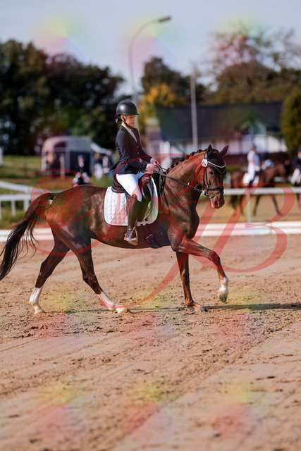 2026_10_03_Siefer-Hof_115129_Z81_91581300 | Professionelle Reitsport-, Turnier- und Eventfotografie von Robert Broda. Galerien mit ausgewählten und bearbeiteten Bildern direkt online ansehen und bestellen.