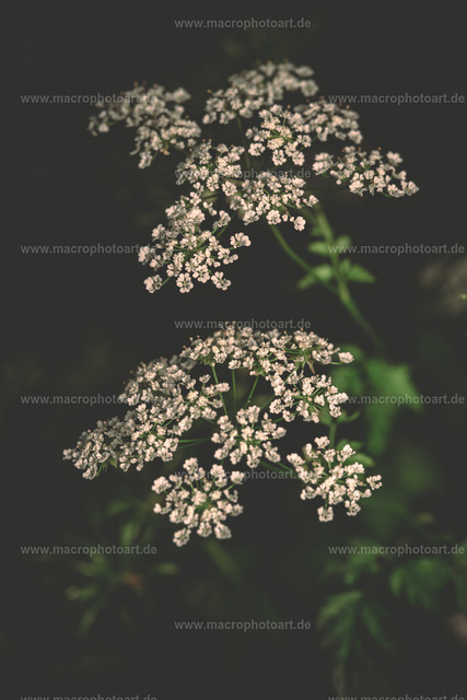 Wiesen-Wasserfenchel | Moody Stimmung einer Blüte vom Wasserfenchel - Realisiert mit Pictrs.com