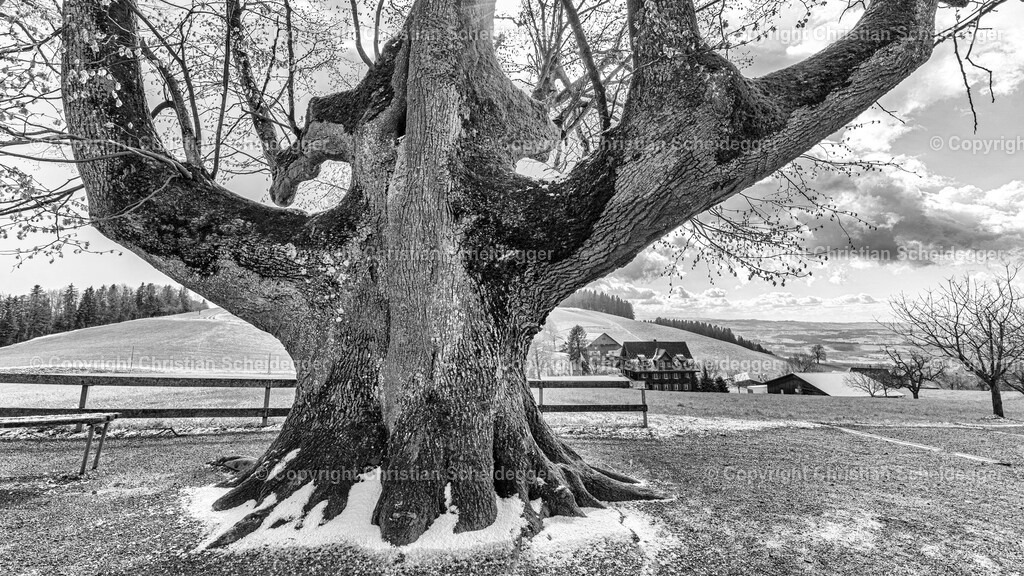 A7304464 | Entdecke hochwertige Fine Art Prints und Fotografien vom professionellen Fotografen aus Luzern. Jedes Motiv wird mit Liebe zum Detail aufgenommen, sorgfältig bearbeitet und in bester Qualität gedruckt – perfekt für Wohnräume, Büros oder als besonderes Ges - Realisiert mit Pictrs.com