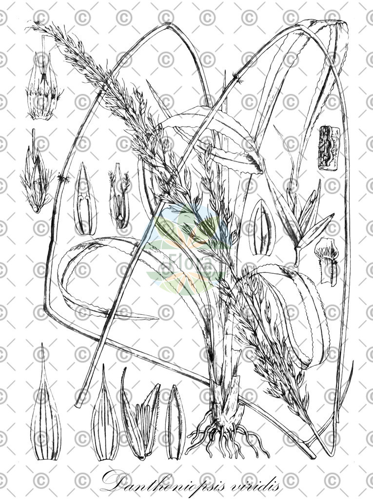 HistAbb_wfo-0000637431_1_ENZY_Simple | Historische Abbildung von Danthoniopsis viridis - Poaceae | Historical Illustration of Danthoniopsis viridis - Poaceae