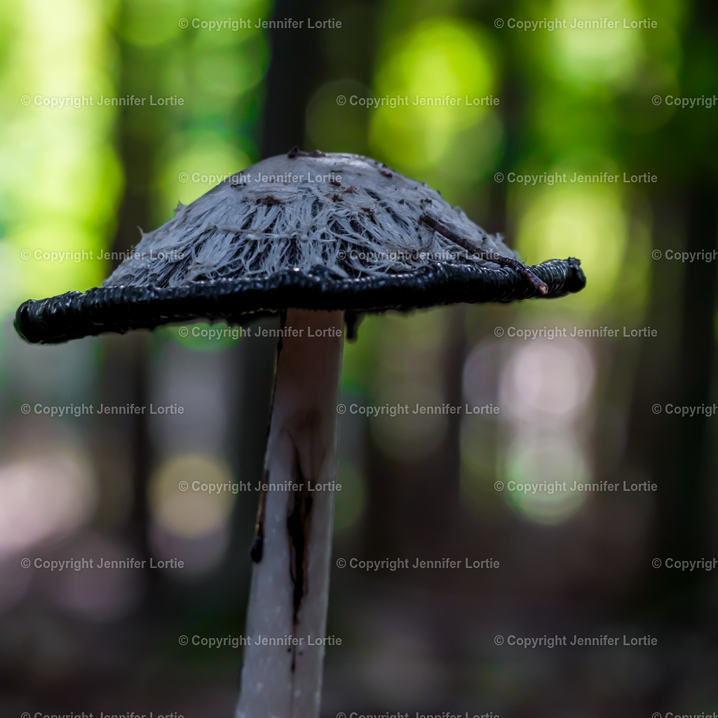 Schopf-Tintling auf Lichtung | Kreative Naturaufnahmen als hochwertige Druckprodukte kaufen. - Realisiert mit Pictrs.com