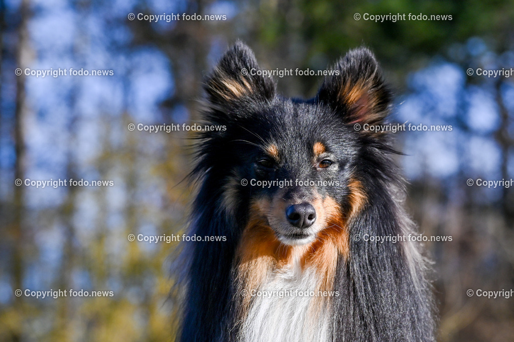 Arrigo_ 26.12.2022-10 | 25.12.2022, Linz, AUT, Hund, Hunde, Themenbild, im Bild Hund, Hunde, spazieren, Freilaufzone, Spazierweg, Arrigo, spielen, laufen