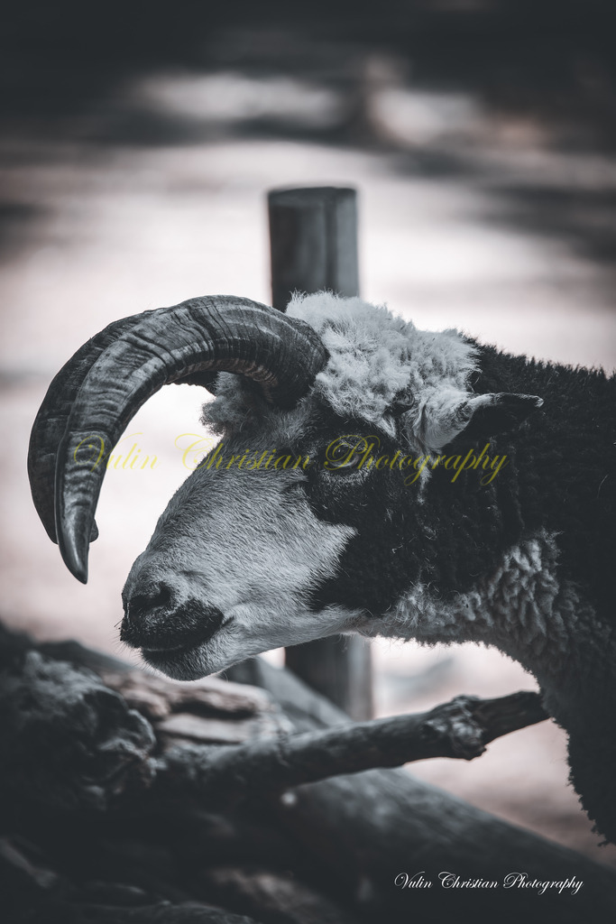 PH 25 | Christian Vulin  - Realisiert mit Pictrs.com