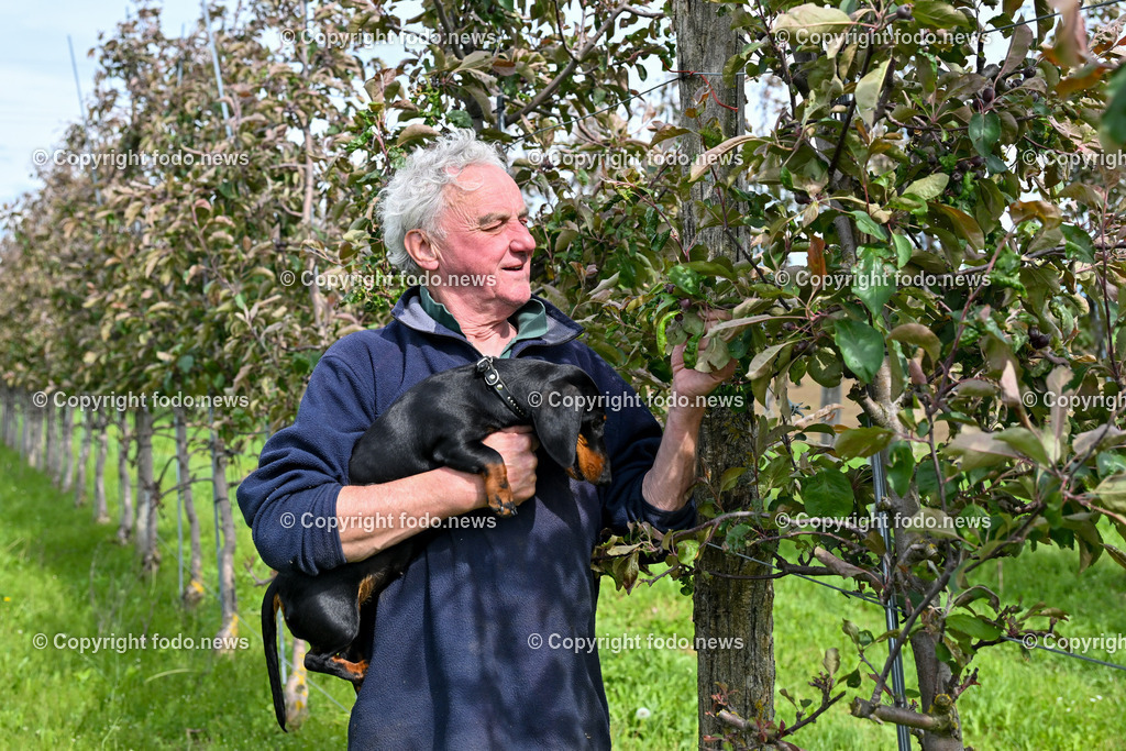 Thening_ Obstbauer Hirschvogel_ 07.05.2024-9 | 07.05.2024, Thening, AUT, Obstbauer Hirschvogel, im Bild Wilfried Hirschvogel mit Dackel Heidi bei den Obstbaeumen