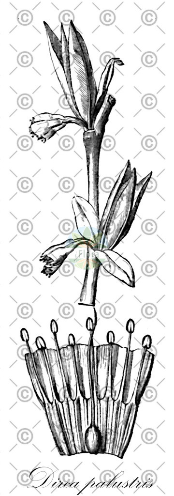 HistAbb_wfo-0000944252_1_ENZY_Simple | Historische Abbildung von Dirca palustris - Thymelaeaceae | Historical Illustration of Dirca palustris - Thymelaeaceae (bois de plomb;dirca des marais;eastern leatherwood;moosewood)