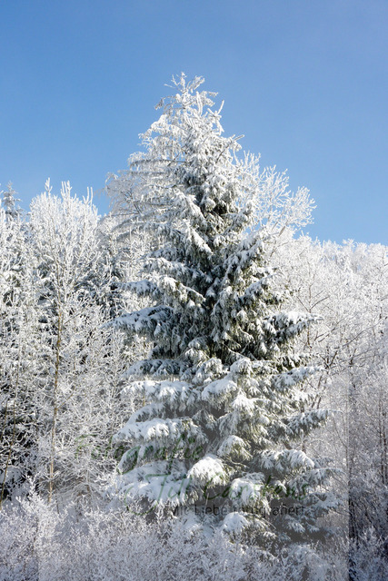 P1030094 | fotografie-jill-carstens