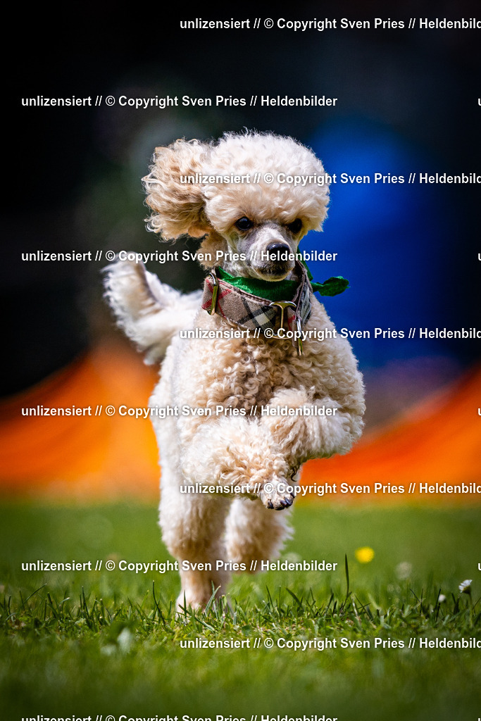 Sven Pries | 2026-05-14 - Hunderennen KA Durlach Vatertag 2026 - Realisiert mit Pictrs.com