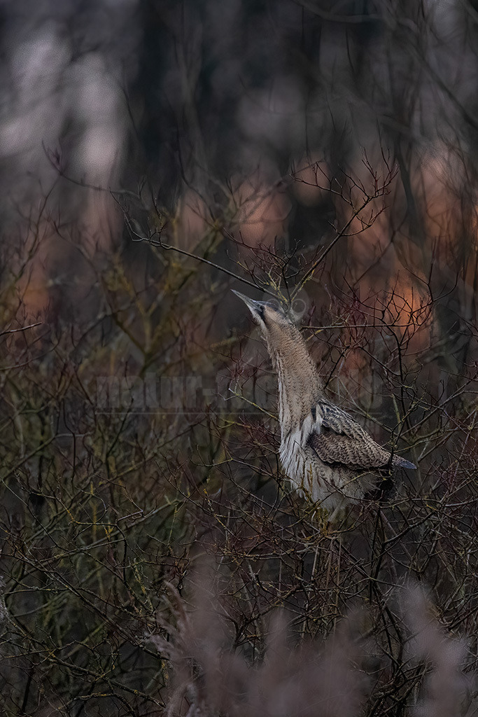 R6NF2224_20240111 | Die Rohrdommel ist ein Vogel aus der Familie der Reiher. Im Frühjahr geben die Männchen dumpfe Balzrufe von sich, die kilometerweit zu hören sind und der Rohrdommel früher die volkstümlichen Bezeichnungen Moorochse, Wasserochse, Riedochse und Mooskuh eingetragen haben.  - Realisiert mit Pictrs.com