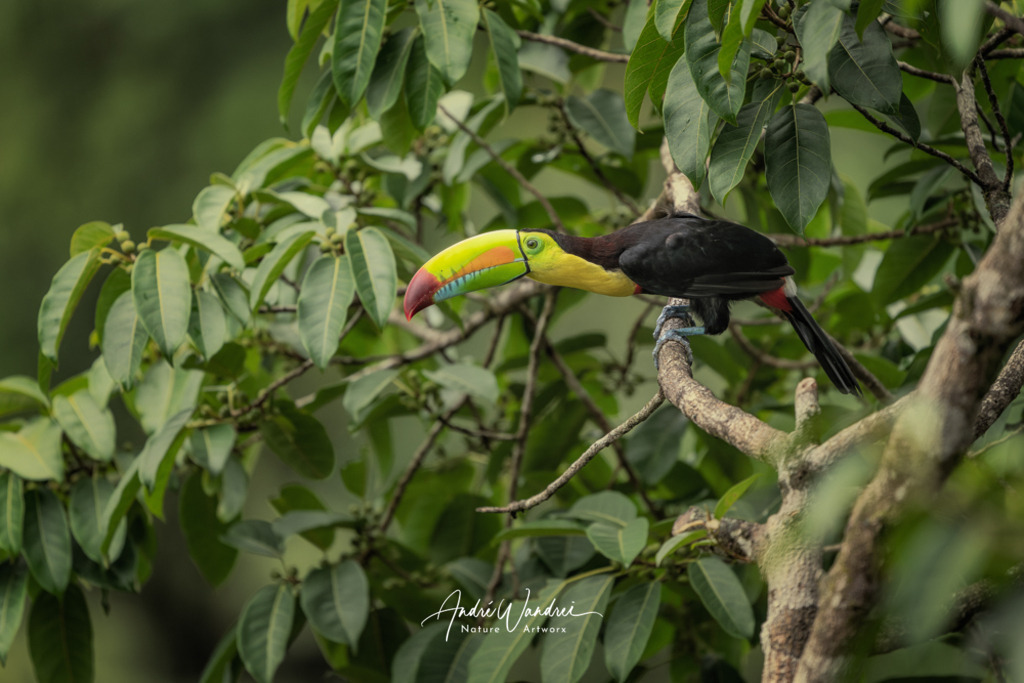 Der neugierige Blick | Andre Wandrei - Nature Artworx - Realisiert mit Pictrs.com