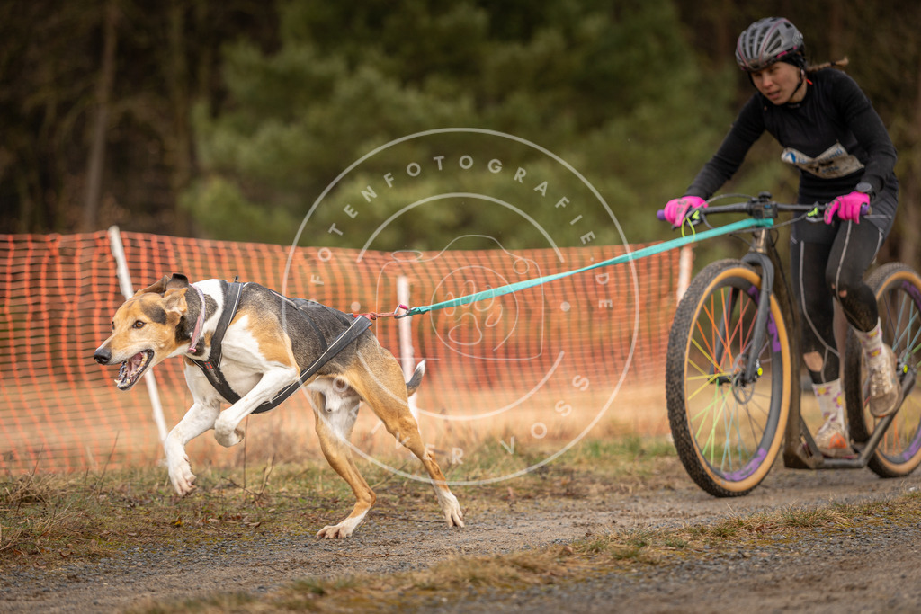 DV3A3371 | Hundefotografie, Tierfotograf, Pfotenfotografie, Fotoshooting Hund, Hunde Portrait, Hundesport, Hundeportraits, Heideshooting, Hunde, Sportfotograf, Hundefotograf, Turnierhundsport, THS,  - Realisiert mit Pictrs.com