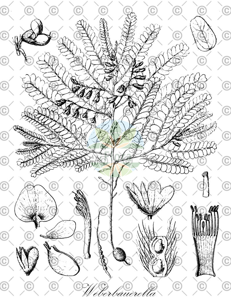 HistAbb_wfo-0000065323_1_ENZY_Simple | Historische Abbildung von Weberbauerella - Fabaceae | Historical Illustration of Weberbauerella - Fabaceae
