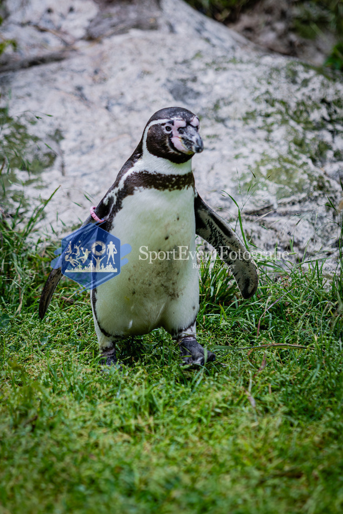 IMG_5550 | SportEventFotografie - Roman Stoiber