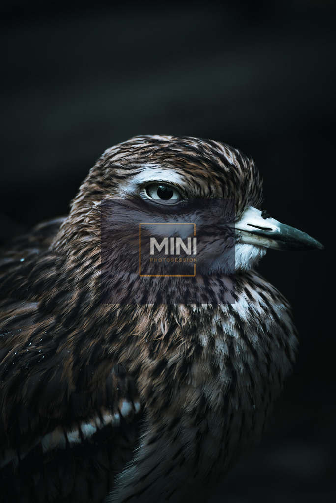 20230312-DSC_3597storie | Michael Nibel Fotografie - Realisiert mit Pictrs.com