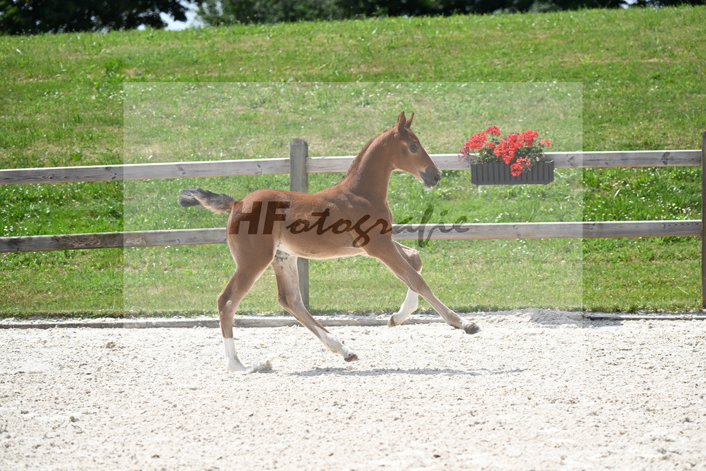 Kat-Nr. 28 Kassander vant Roosakker x Candyman_SF_Zitzelsberger_15250863 | hf-fotografie - Realizzato con Pictrs.com