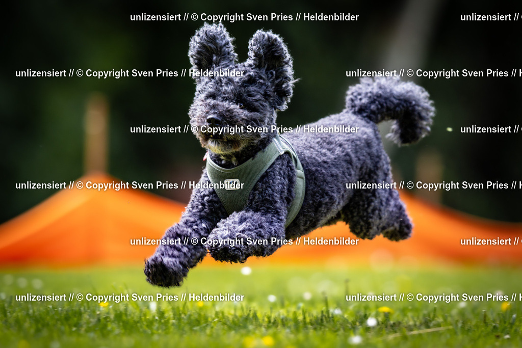 Sven Pries | 2026-05-14 - Hunderennen KA Durlach Vatertag 2026 - Realisiert mit Pictrs.com