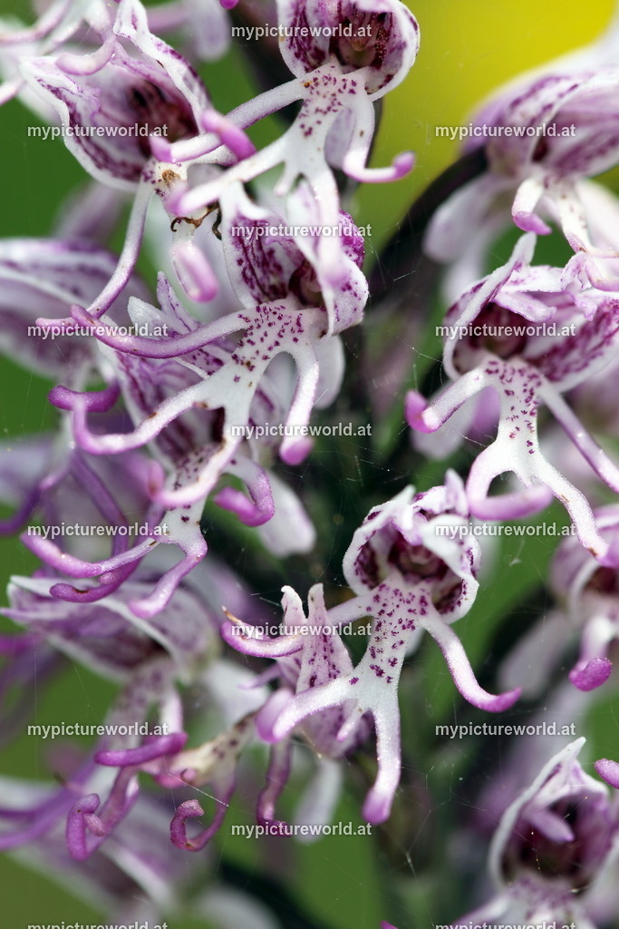 Affenknabenkraut-007 | Das Bilderarchiv über Tiere, Planzen und Landschaften. In der Bilddatenbank finden Sie ein große Auswahl an hochwertigen Bilder für Ihre Werbung - Realisiert mit Pictrs.com