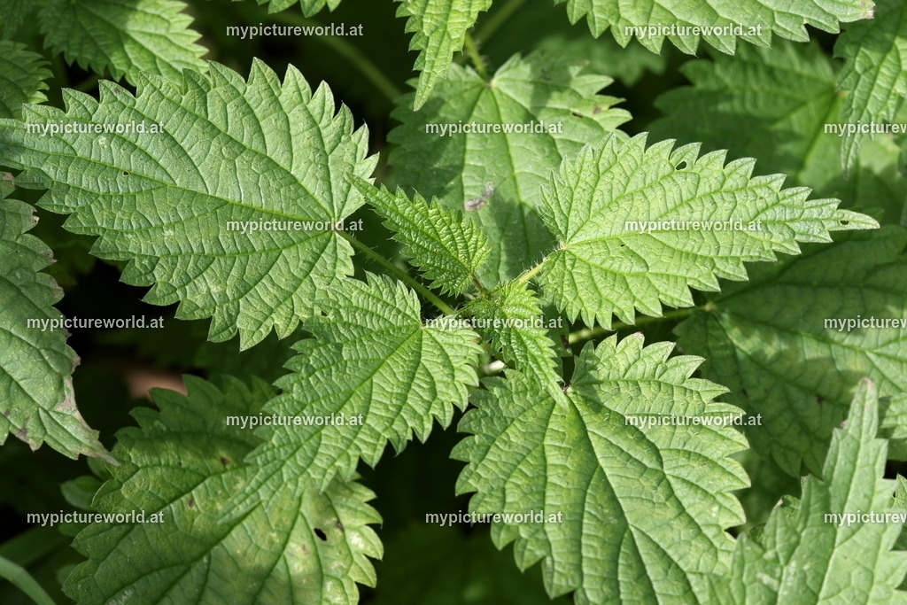 Große Brennnessel-004 | Das Bilderarchiv über Tiere, Planzen und Landschaften. In der Bilddatenbank finden Sie ein große Auswahl an hochwertigen Bilder für Ihre Werbung - Realisiert mit Pictrs.com