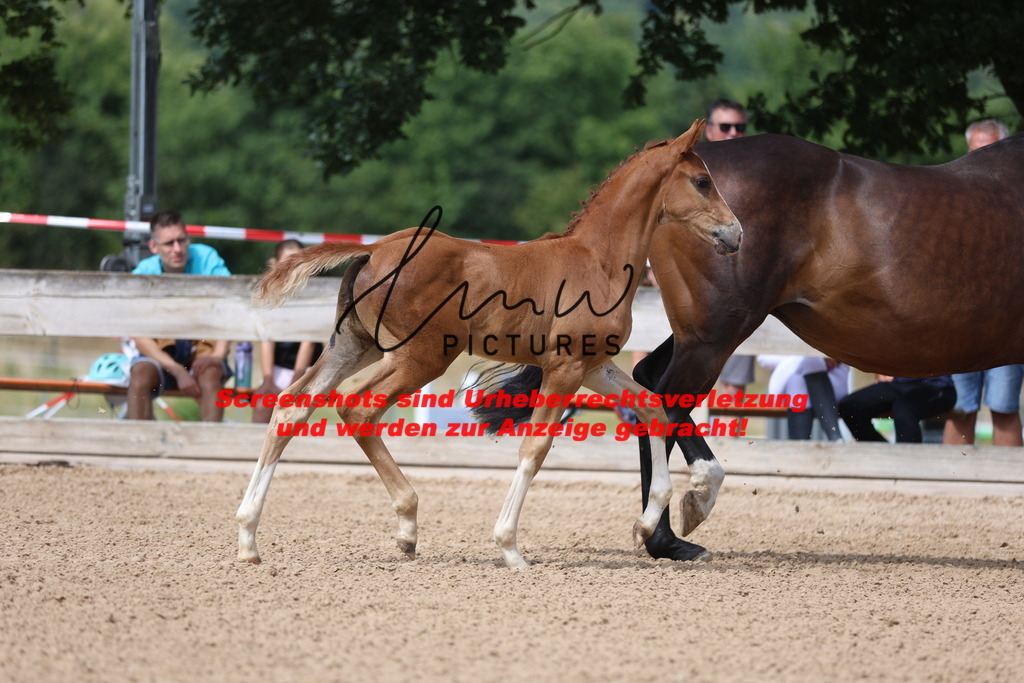 Fohlenschau_Schwäbisch_Hall_dressurbetonte_Fohlen_KN 7_1 | lmwpictures - Realisiert mit Pictrs.com