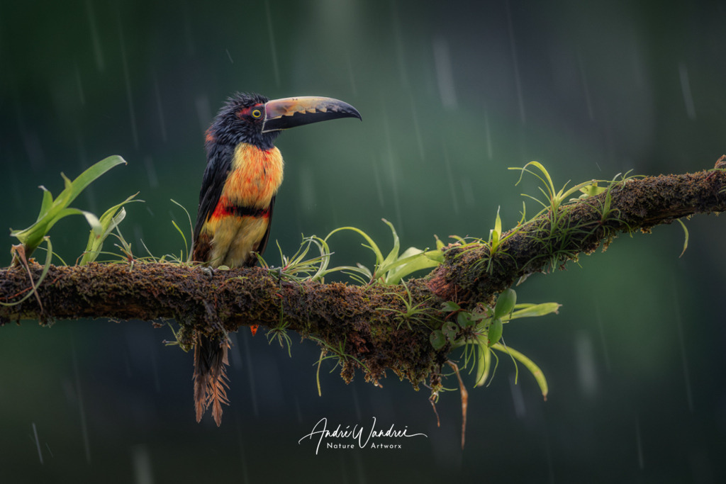 Ausguck im Regen | Andre Wandrei - Nature Artworx - Realisiert mit Pictrs.com