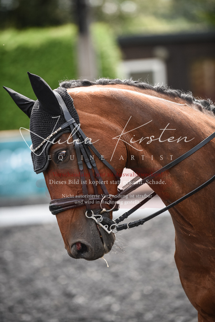 DSC_4748 | Pferde- und Turnierfotografie in Westsachsen. Pferdeportraits, Auftragszeichnungen und intuitive Kunst.