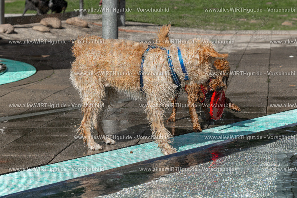 Hundeschwimmen_Volksbad_2026-allesWIRTHgut_Tierfotografie-2609061533-FAY07281 | Professionelle Tierfotografie in Mönchengladbach von Daniel Wirth (allesWIRTHgut). Liebevolle & natürliche Bilder von Hunden & Katzen für unvergessliche Erinnerungen.