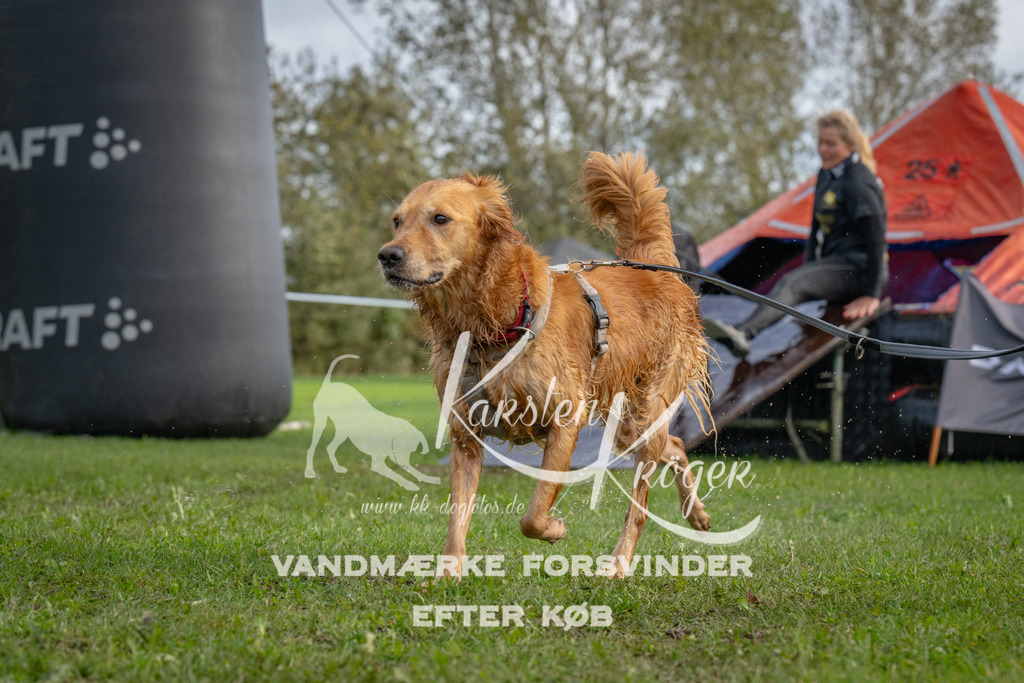 1213-92869 | kk-dogfotos
