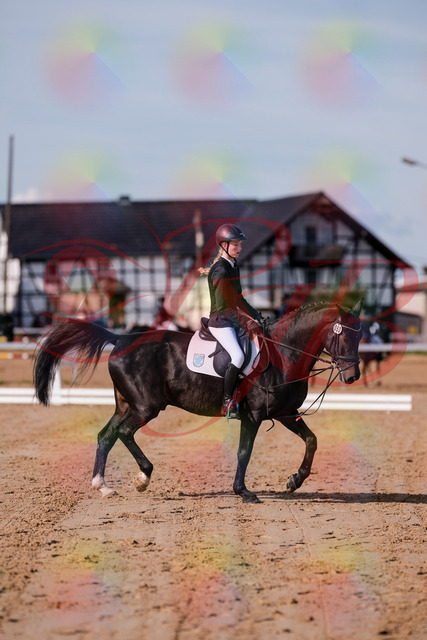 2026_10_03_Siefer-Hof_115747_Z81_98501992 | Professionelle Reitsport-, Turnier- und Eventfotografie von Robert Broda. Galerien mit ausgewählten und bearbeiteten Bildern direkt online ansehen und bestellen.