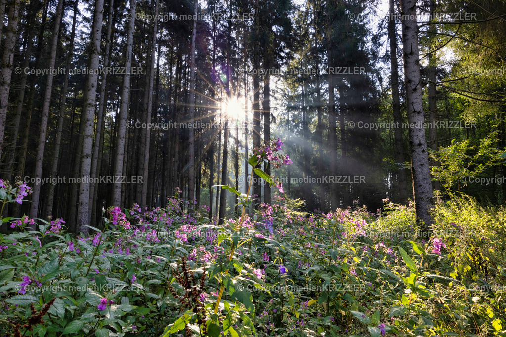 _J3A2255 | medienkrizzler - Realisiert mit Pictrs.com