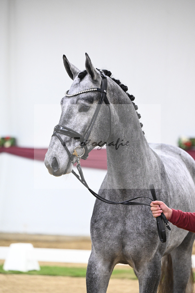 Kat-Nr. 131 Fynch Hatton x Sir Donnerhall I_Reit- und Turnierpferde GmbH IB Berger_47254403 | hf-fotografie - Realisiert mit Pictrs.com