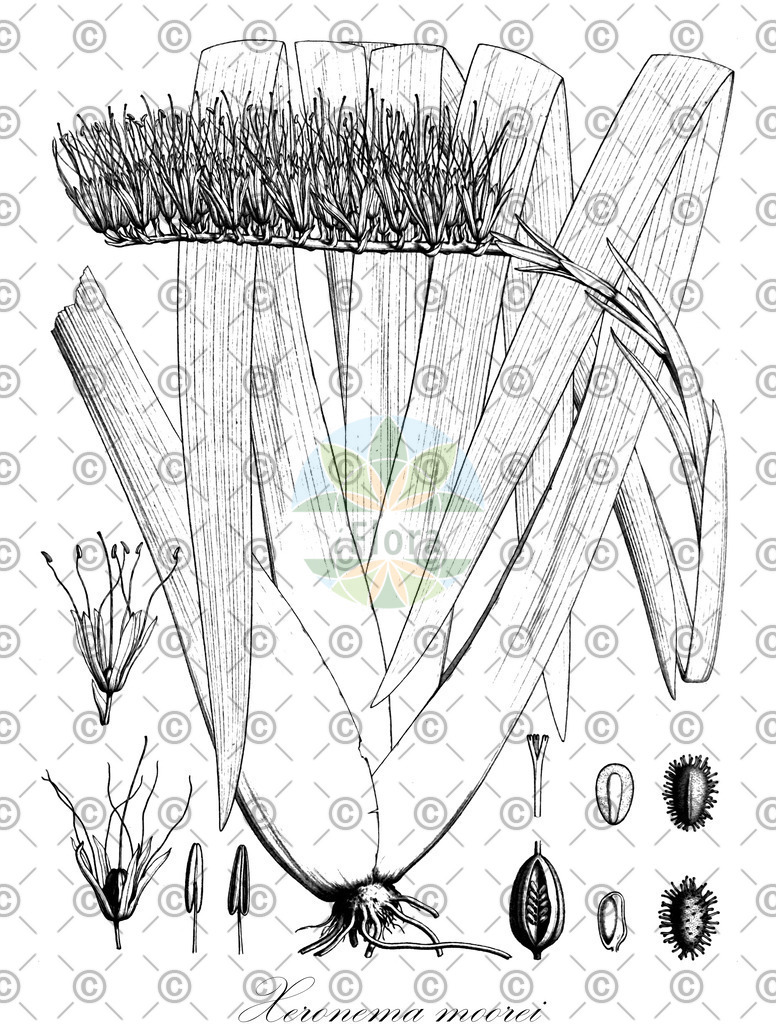 HistAbb_wfo-0000428867_1_ENZY_Simple | Historische Abbildung von Xeronema moorei - Xeronemataceae | Historical Illustration of Xeronema moorei - Xeronemataceae