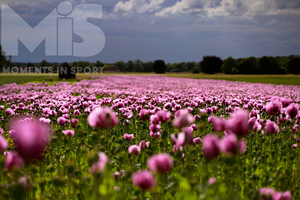 MIS_180818cm005 | 08.06.2022,  Türkheim, Unterallgäu,  Lila Mohnblüten auf einem Mohn-Feld.  - Realisiert mit Pictrs.com