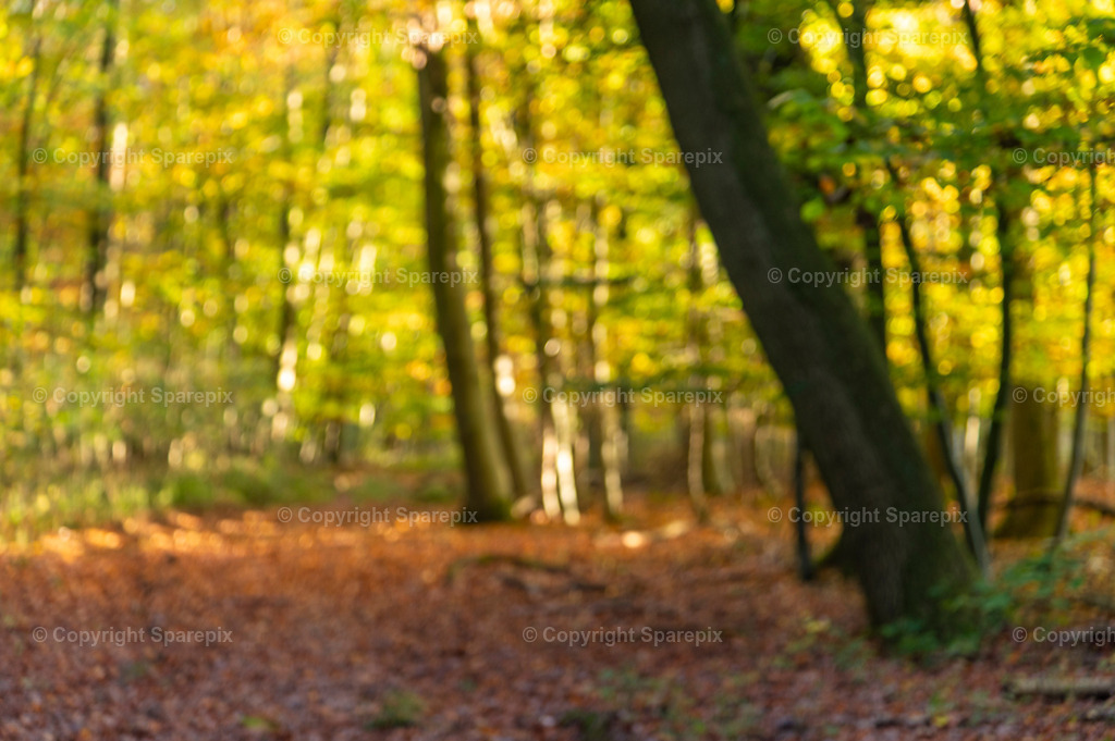 CRO_Autumn_Forest2_Bokeh | sparepix - Realisiert mit Pictrs.com