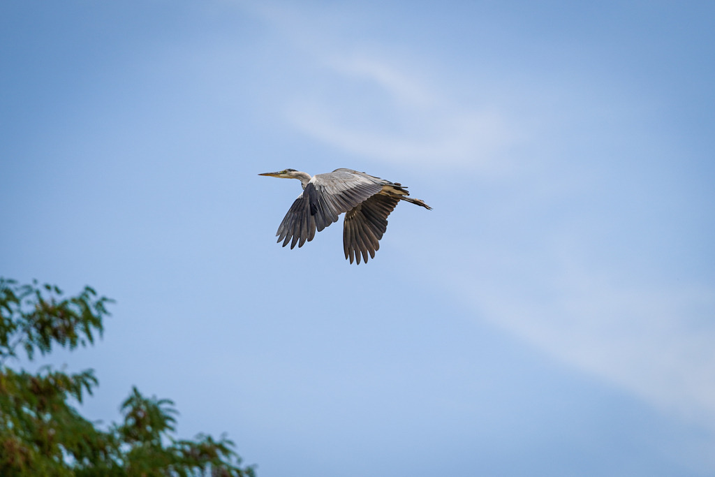 DSC07925 | Pferdegrafie