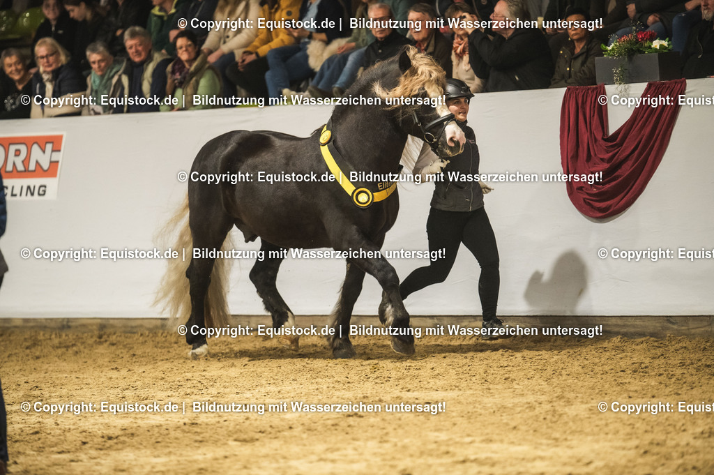 20240302_Hengstvorstellung_Marbach_TOMsPiC_0628 | equistock