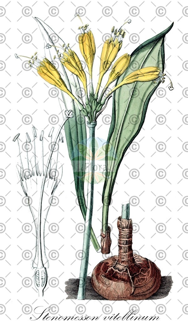 HistAbb_wfo-0001220469_1_ENZY_Simple | Historische Abbildung von Stenomesson vitellinum - Amaryllidaceae | Historical Illustration of Stenomesson vitellinum - Amaryllidaceae