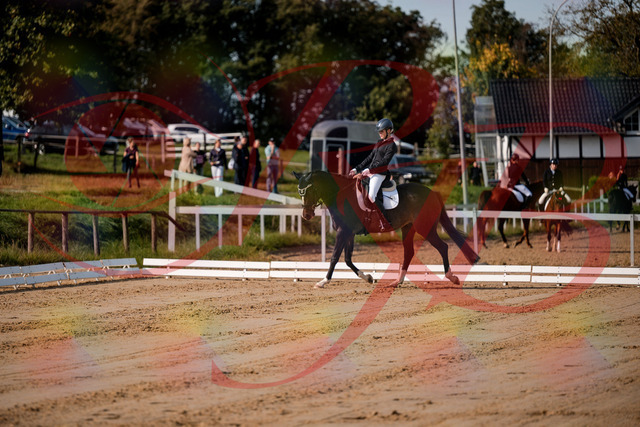 2026_10_03_Siefer-Hof_113444_Z63_20454301 | Professionelle Reitsport-, Turnier- und Eventfotografie von Robert Broda. Galerien mit ausgewählten und bearbeiteten Bildern direkt online ansehen und bestellen.