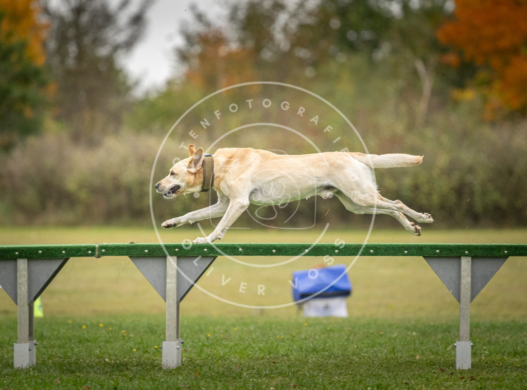 Pfotenfotografie_DV3A0351 | Hundefotografie, Tierfotograf, Pfotenfotografie, Fotoshooting Hund, Hunde Portrait, Hundesport, Hundeportraits, Heideshooting, Hunde, Sportfotograf, Hundefotograf, Turnierhundsport, THS,  - Realisiert mit Pictrs.com